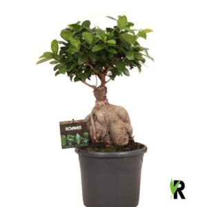 Ficus Ginseng Ficus micr. Ginseng in Plastic Pot
(1 Plants/Order)(19cmP 45cmH)