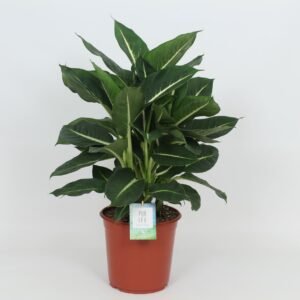 Dieffenbachia Green Magic Purify 24 cm
(1 Plants/Order)(24cmP 80cmH)