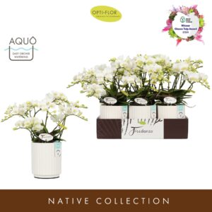 Phalaenopsis Multiflora Freedanzo Dove in Molise White Aquo
(6 Plants/Order)(12cmP 40cmH)