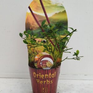 Citrus Citrus australasica
(10 Plants/Order)(12cmP 20cmH)