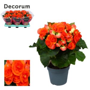 Begonia Reina Begonia ''reina'' orange Decorum
(6 Plants/Order)(14cmP 32cmH)