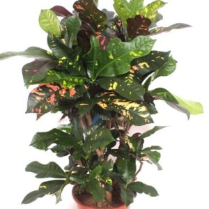 Codiaeum Codiaeum variegatum kleinb Codiaeum Magnificent (Croton)
(1 Plants/Order)(27cmP 100cmH)