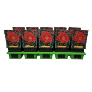 Paeonia Paula Fay Paeonia Lactiflora 'Paula Fay' P11
(10 Plants/Order)(11cmP 25cmH)