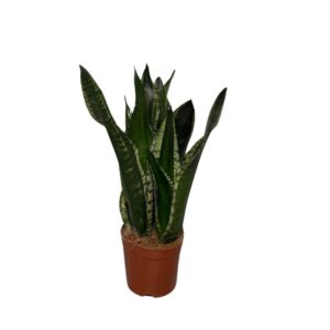 Sansevieria Sansevieria Silver flame 3pp
(6 Plants/Order)(12cmP 35cmH)