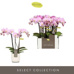 Phalaenopsis Multiflora Optifriend Fenna 3 spike in Lazio White
(6 Plants/Order)(7cmP 25cmH)