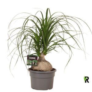 Nolina Nolina ball
(1 Plants/Order)(19cmP 50cmH)