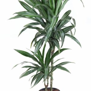 Dracaena Ulises Dracaena Ulises 45-15
(1 Plants/Order)(19cmP 100cmH)