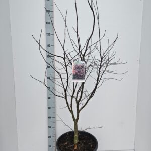 Acer palmatum Bloodgood Acer palmatum 'Bloodgood'
(1 Plants/Order)(36cmP 130cmH)