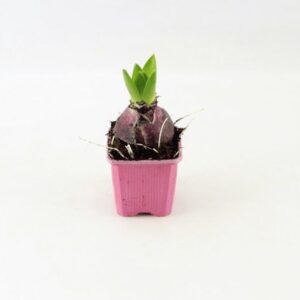 Hyacinthus Pink Pearl Hyacinthus Pink Pearl
(24 Plants/Order)(7cmP 15cmH)