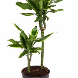 Dracaena Golden Coast 46325
(1 Plants/Order)(19cmP 80cmH)