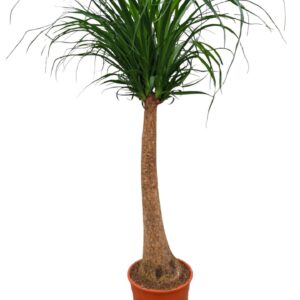 Nolina recurvata Beaucarnea 27 cm
(1 Plants/Order)(27cmP 120cmH)