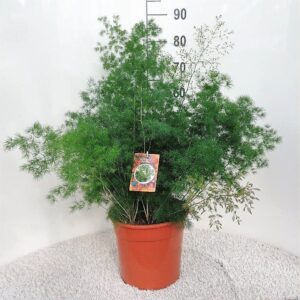 Asparagus umbellatus Asparagus umbellatus (myriocladus)
(1 Plants/Order)(27cmP 70cmH)