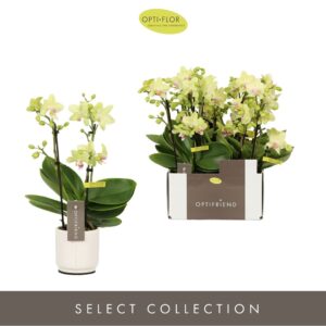 Phalaenopsis Multiflora Optifriend Lena 3 spike in Lazio White
(6 Plants/Order)(7cmP 25cmH)