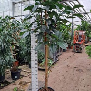 Ficus Elastica Robusta Ficus Elastica Robusta stam 270
(1 Plants/Order)(45cmP 270cmH)