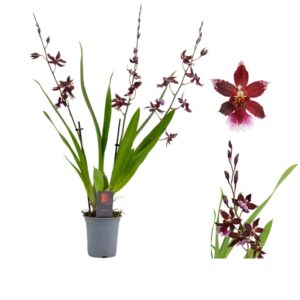 Cambria Barrocco Red Inca Cambria Barrocco Red 3 spike 9cm
(6 Plants/Order)(9cmP 35cmH)