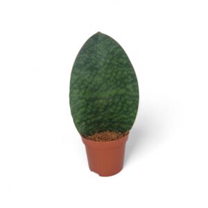 Sansevieria Sansevieria Whale Fin 9 cm
(24 Plants/Order)(9cmP 30cmH)