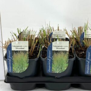 Calamagrostis x Overdam Calamagrostis x acutiflora Overdam
(6 Plants/Order)(17cmP 15cmH)
