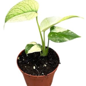 Monstera Monstera MINT
(7 Plants/Order)(8cmP 10cmH)