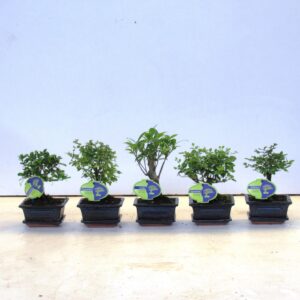 Bonsai Bonsai mix, indoor, 12 cm., broom, with drip tray
(12 Plants/Order)(12cmP 20cmH)