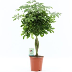 Schefflera Nora Schefflera arboricola 'Nora'
(1 Plants/Order)(19cmP 75cmH)