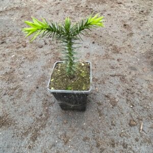 Araucaria araucana Araucaria araucana
(18 Plants/Order)(9cmP 15cmH)