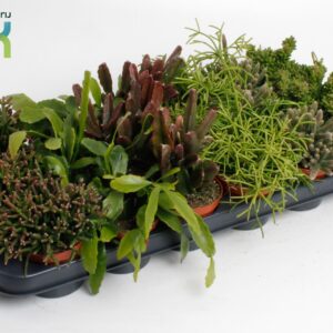 Rhipsalis rhipsalis mix
(12 Plants/Order)(8.5cmP 15cmH)