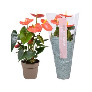 Anthurium Orange Champion Anthurium Orange Champion ''Just perfection®'' (XL-Flowers)
(10 Plants/Order)(12cmP 40cmH)