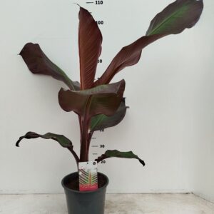 Ensete ventricosum Maurelii Ensete ventricosum Maurellii
(1 Plants/Order)(24cmP 80cmH)