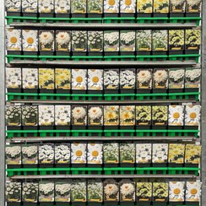 Leucanthemum maximum Leucanthemum mix CC P11
(10 Plants/Order)(11cmP 25cmH)