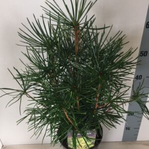 Sciadopitys verticillata Sciadopitys verticillata
(1 Plants/Order)(22cmP 50cmH)