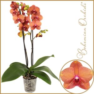 Phalaenopsis Surfsong Phalaenopsis 2 spike Surf song
(10 Plants/Order)(12cmP 70cmH)
