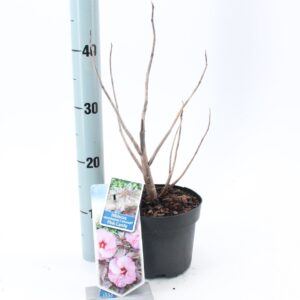 Hibiscus Hibiscus Carousel Pink Candy ('Tahi12'PBR)
(1 Plants/Order)(17cmP 30cmH)