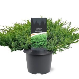 Juniperus davurica 'Leningrad'
(1 Plants/Order)(19cmP 60cmH)