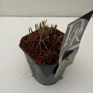 Pennisetum Pennisetum 'Karley Rose'
(6 Plants/Order)(17cmP 50cmH)