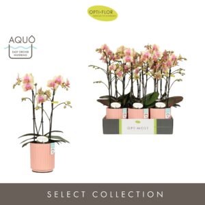 Phalaenopsis Multiflora Optimost Belle Helene 3 spike in Molise Salmon Aquo
(6 Plants/Order)(12cmP 45cmH)