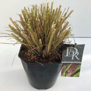 Pennisetum Pennisetum 'Viridescens'
(1 Plants/Order)(23cmP 70cmH)
