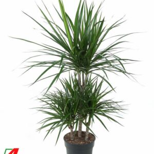 Dracaena marginata Dracaena Marginata 45-carrousel
(1 Plants/Order)(21cmP 100cmH)
