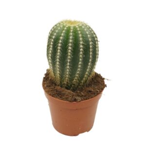 Parodia warasii Eriocactus single 8,5 cm
(12 Plants/Order)(8.5cmP 12cmH)