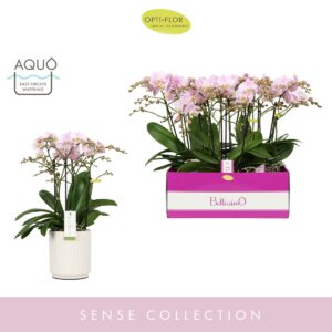 Phalaenopsis Multiflora Bellissimo Adora in Molise White Aquo
(3 Plants/Order)(15cmP 50cmH)