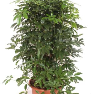 Schefflera Compacta Schefflera arboricola 'Compacta'
(1 Plants/Order)(40cmP 130cmH)