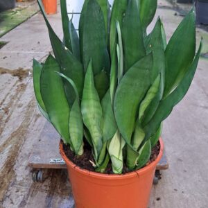 Sansevieria Moonshine Sansevieria Moonshine 70
(1 Plants/Order)(30cmP 70cmH)