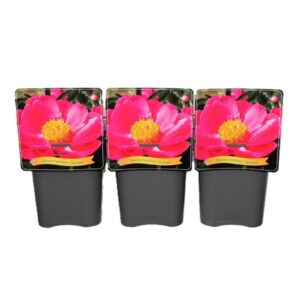 Paeonia Nymphe Paeonia Lactiflora 'Nymphe' C5
(1 Plants/Order)(21cmP 35cmH)