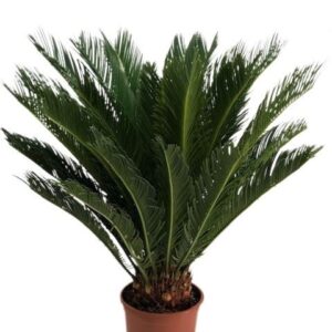 Cycas revoluta Cycas revolta 16+ Leaf
(1 Plants/Order)(19cmP 75cmH)