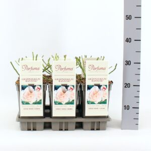 Rosa Rosa Parfuma (F) Gräfin Elke zu Rantzau ®, C3
(6 Plants/Order)(17cmP 20cmH)