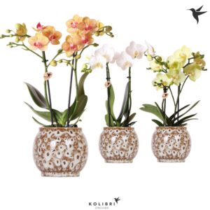 Phalaenopsis Multiflora Kolibri Orchids Phalaenopsis mix 2 spike in Safari Pot
(6 Plants/Order)(9cmP 40cmH)