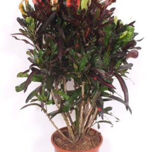 Codiaeum Mammi (Croton)
(1 Plants/Order)(27cmP 110cmH)
