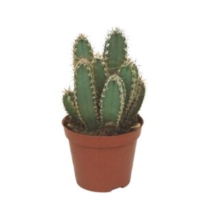 Cereus forbesii 8,5 cm
(12 Plants/Order)(8.5cmP 12cmH)