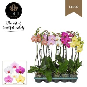 Phalaenopsis mixed 5 Colours (enk Phal. Basico mix - 2-Tak met 5 Colours
(10 Plants/Order)(12cmP 60cmH)