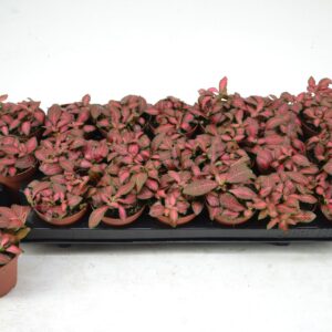 Fittonia Red Star FITTONIA RED STAR 8,5 CM
(21 Plants/Order)(8.5cmP 12cmH)