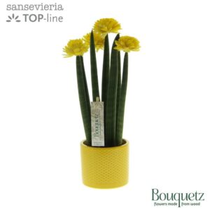 Sansevieria Cylindrica Sansevieria TOP-line Bouquetz Yellow in Dots Ceramics
(6 Plants/Order)(8.5cmP 35cmH)